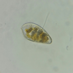 Surirella