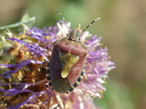 Sloe Bug