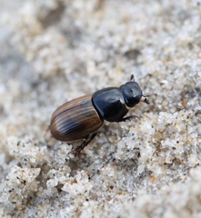 Aphodius foetidus