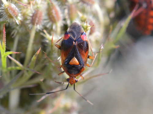 Red-spotted Plant Bug
