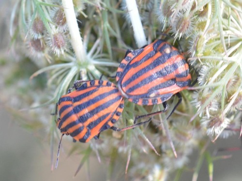 Continental Striped Shield Bug