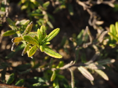 Glandora diffusa