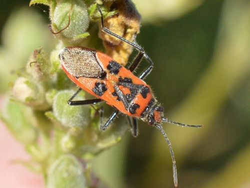 Spotted Firebug