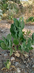 Magnoliopsida