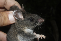 Peromyscus furvus
