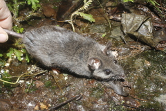 Peromyscus furvus