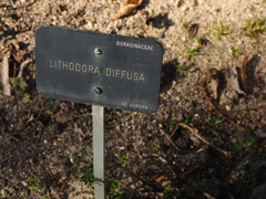 Glandora diffusa