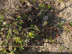 Glandora diffusa