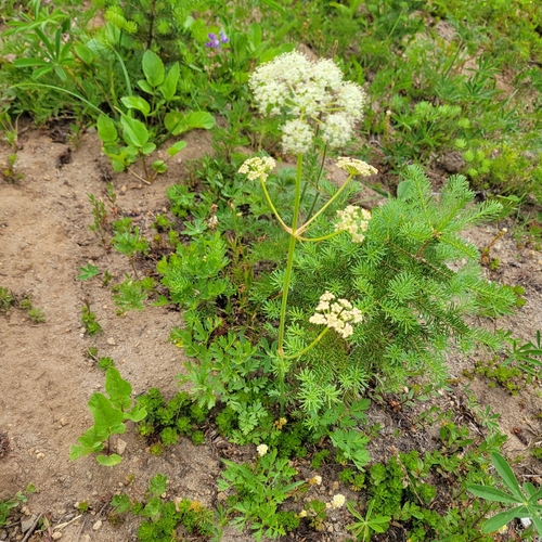 Ligusticum grayi, photograph 5