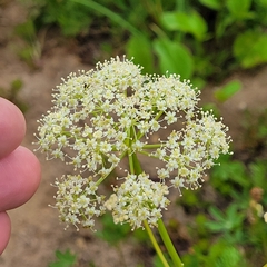 Ligusticum grayi, photograph author not stated, no rights reserved