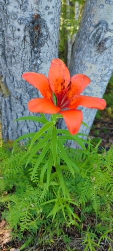 Lilium pensylvanicum, photograph 1