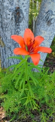 Lilium pensylvanicum