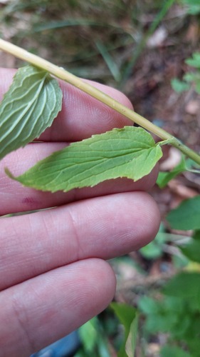 Phyteuma spicatum, photograph 6