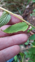 Phyteuma spicatum, photograph author not stated, no rights reserved