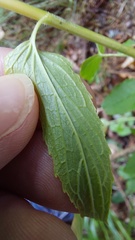 Phyteuma spicatum, photograph author not stated, no rights reserved