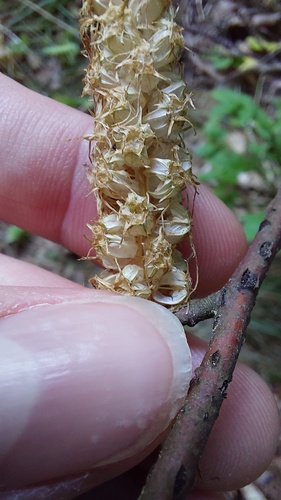 Phyteuma spicatum, photograph 4