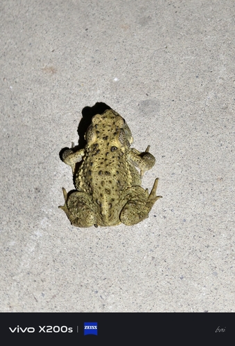 Asiatic Toad