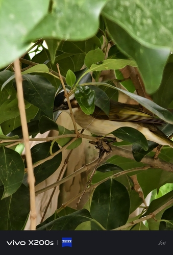 Light-vented Bulbul