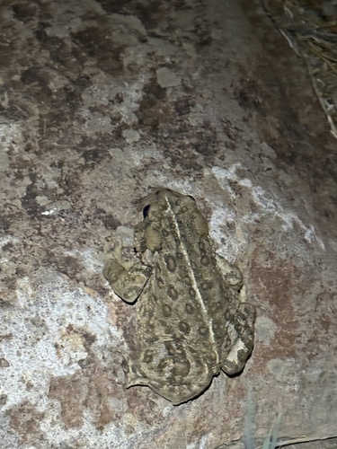 iNaturalist observation photo of Western Toad