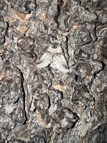 iNaturalist observation photo of Zigzag Furcula Moth