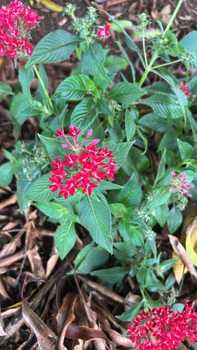 Pentas, 2026-07-21