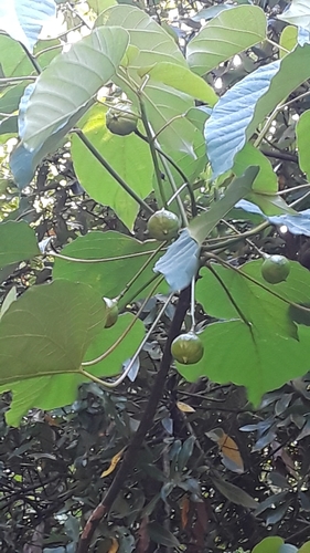 Tung Tree (Aleurites fordii)