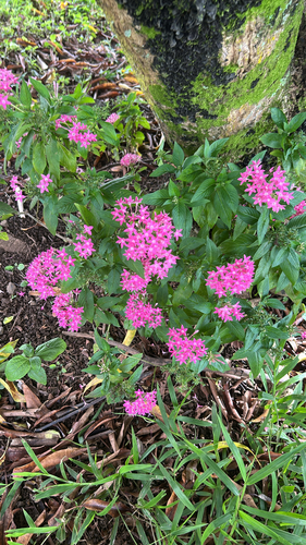 Pentas, 2026-07-21