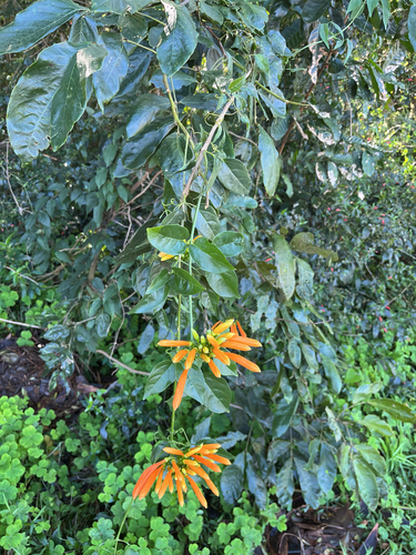 Flame vine