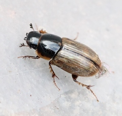 Melinopterus