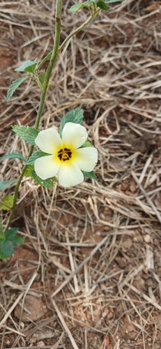 Cuban Buttercup