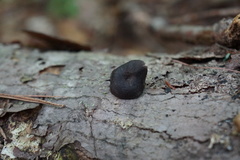 Neohygrocybe