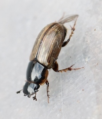 Melinopterus