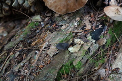 Neohygrocybe