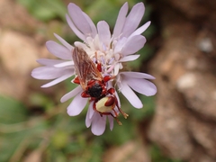 Myopa dorsalis