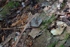 Neohygrocybe