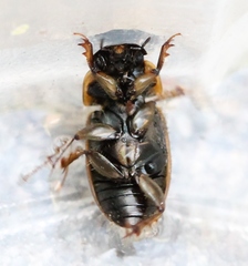 Melinopterus
