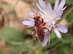 Myopa dorsalis