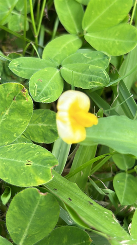 Arachis pintoi observed 2026-07-21