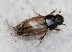 Melinopterus