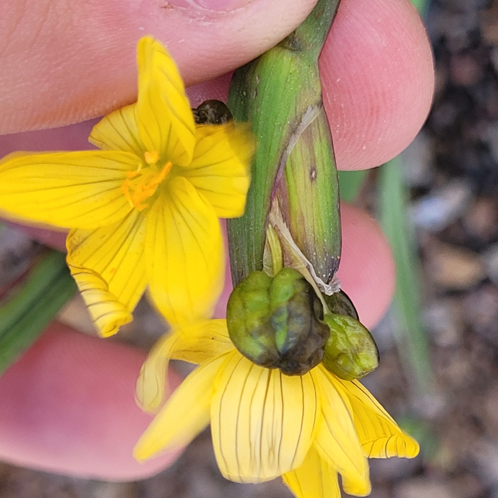 Sisyrinchium californicum; photograph (c) Konshau Duman, some rights reserved (CC BY)