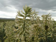 Astragalus oxyphysus