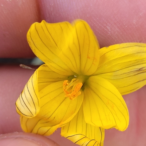 Sisyrinchium californicum, photograph 5