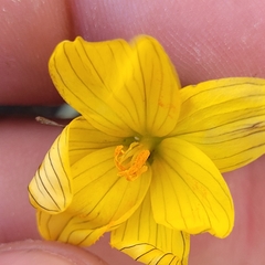(c) Konshau Duman, some rights reserved (CC BY) Sisyrinchium californicum, photograph (c) Konshau Duman, some rights reserved (CC BY)