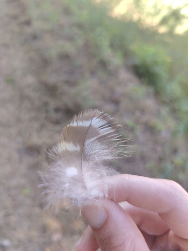 Plume de Buse variable