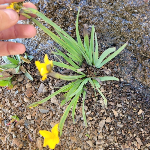 Sisyrinchium californicum, photograph 6