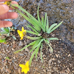 Sisyrinchium californicum, photograph (c) Konshau Duman, some rights reserved (CC BY)