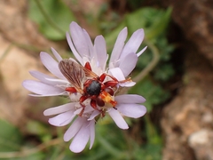 Myopa dorsalis