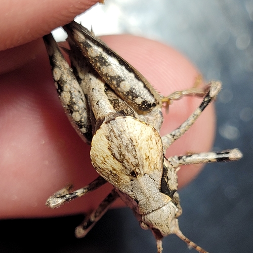 Carinate Shieldback photo 2