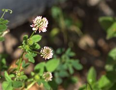 Trifolium argutum