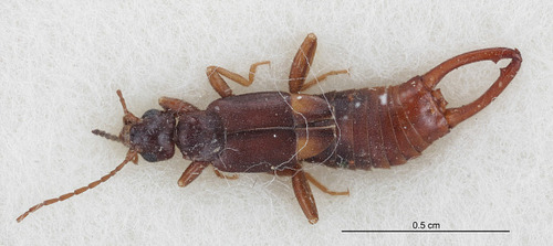 Vostox apicedentatus